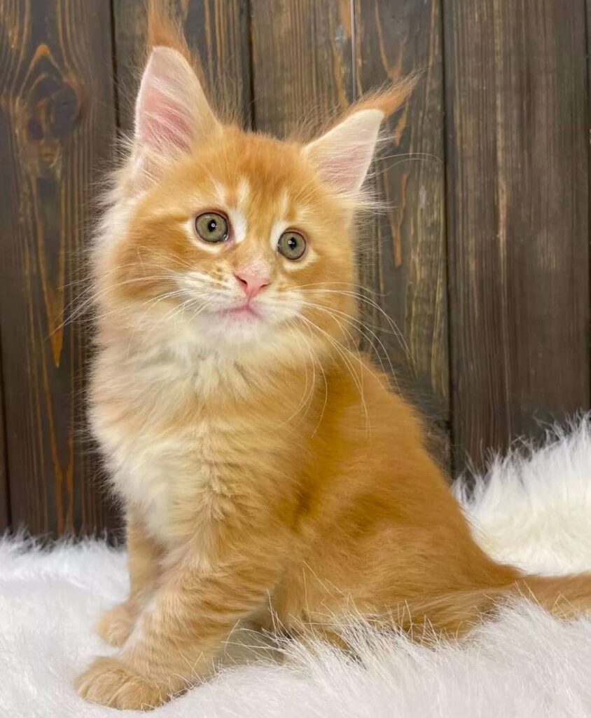 photo_2025-02-11_14-23-48