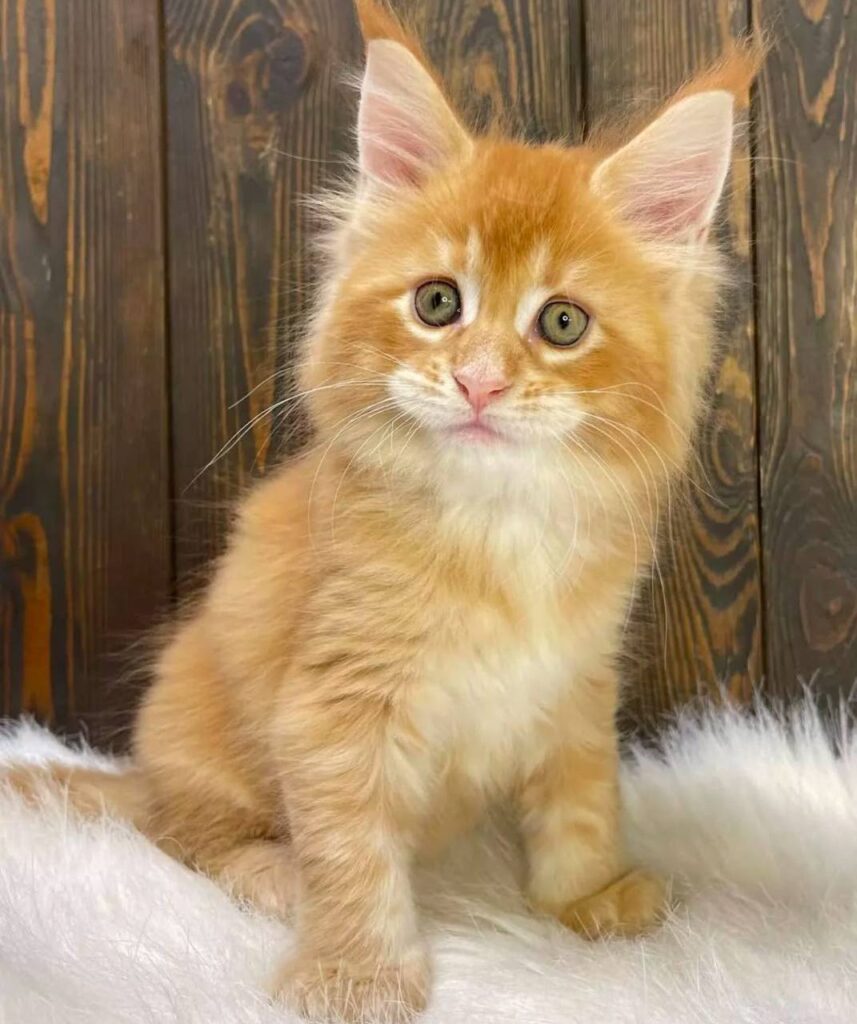 photo_2025-02-11_14-23-49