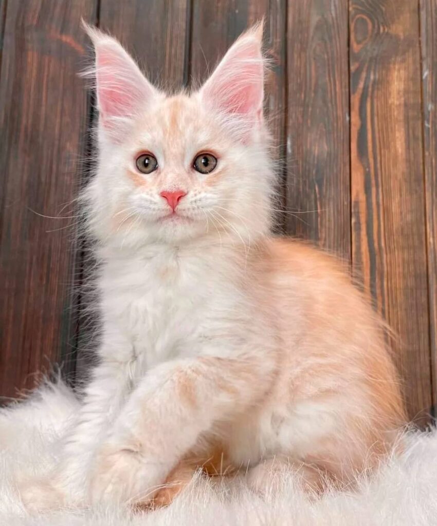 photo_2025-02-11_14-26-50