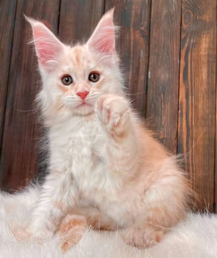 photo_2025-02-11_14-26-51