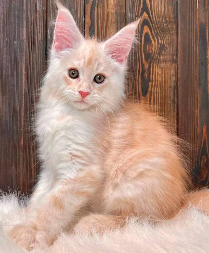 photo_2025-02-11_14-26-53