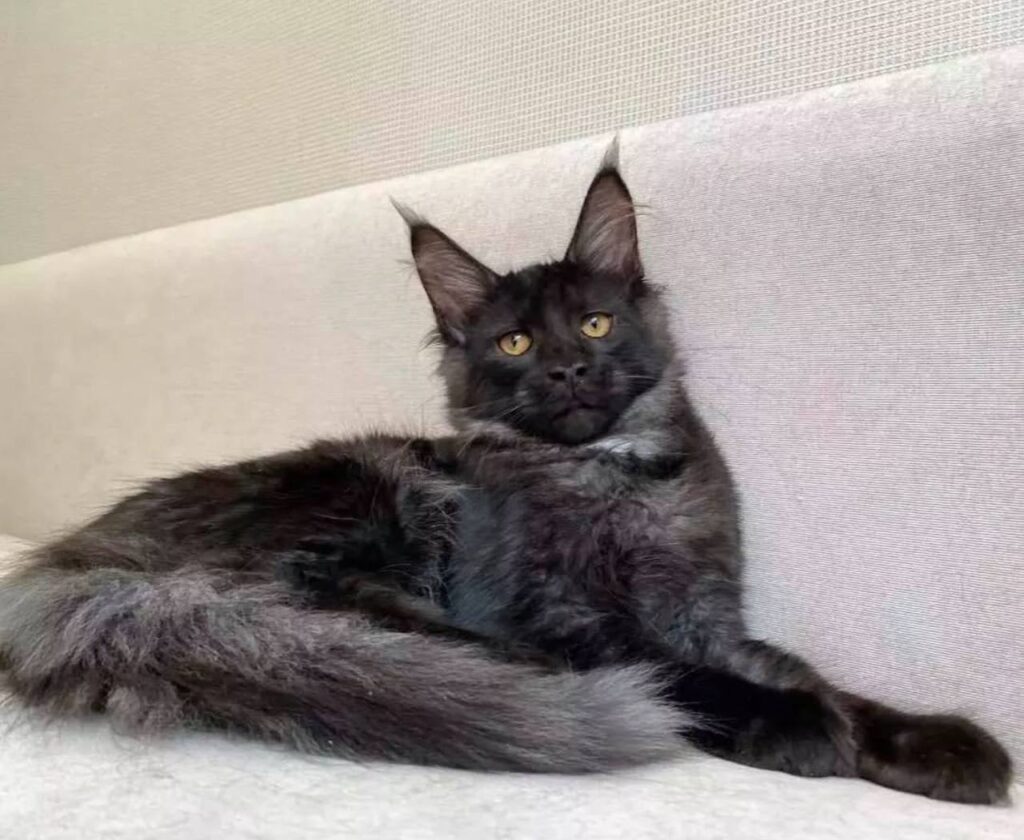 photo_2025-02-11_14-28-16